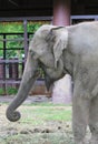 Closeup an asian Elephant Royalty Free Stock Photo