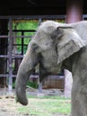 Closeup an asian Elephant Royalty Free Stock Photo