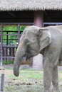 Closeup an asian Elephant Royalty Free Stock Photo