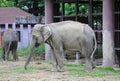 Closeup an asian Elephant Royalty Free Stock Photo