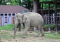 Closeup an asian Elephant Royalty Free Stock Photo