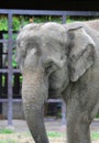 Closeup an asian Elephant Royalty Free Stock Photo