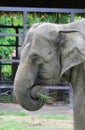 Closeup an asian Elephant Royalty Free Stock Photo