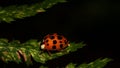 Closeup of an Asian ladybird isolated on a green leaf Royalty Free Stock Photo