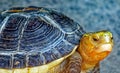 closeup Asian land or forest tortoise head and shell