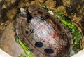 Closeup of Asian turtle in the blister
