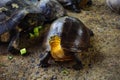 Closeup asian turtle walking