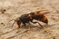 Closeup on the Asian yellow legged Hornet wasp,  Vespa velutina, Royalty Free Stock Photo