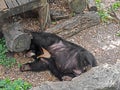 Asiatic Black Bear Sleeping Near Timber Royalty Free Stock Photo