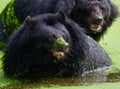 Closeup of Asiatic black bears in a marsh