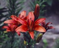 Closeup of a Asiatic Lily Flower