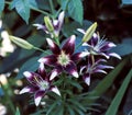 Closeup of a Asiatic Lily Flower, Lilium Species, Blooming in Early Summer