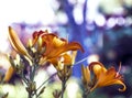 Closeup of a Asiatic Lily Flower, Lilium Species, Blooming in Early Summer