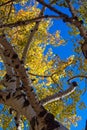 Closeup of aspen branches and yellow leaves in a forest near Flagstaff, Arizona