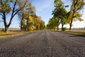 Asphalt road through autumn alley