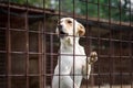 Closeup of a aspin breed dog behind a fence in an animal shelter