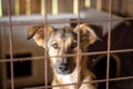 Closeup of an aspin breed dog looking behind a fence