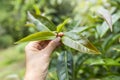 Closeup Assam tea leaves in female farmer hand over blurred tea plantation background