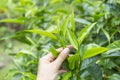 Closeup Assam tea leaves in female farmer hand over blurred tea plantation background