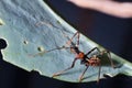 Closeup of an assassin bug on a leaf. Australia.