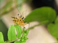 Closeup of an Assassin bug (Harpactorinae) mating on a green leaf with blurred background