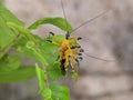 Closeup of an Assassin bug (Harpactorinae) mating on a green leaf with blurred background