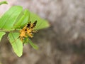 Closeup of an Assassin bug (Harpactorinae) mating on a green leaf with blurred background