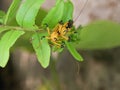 Closeup of an Assassin bug (Harpactorinae) mating on a green leaf with blurred background