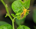 Closeup of an Assassin bug (Harpactorinae) mating on a green leaf with blurred background