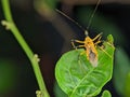 Closeup of an Assassin bug (Harpactorinae) mating on a green leaf with blurred background