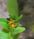 Closeup of Assassin bugs mating on green leaf Royalty Free Stock Photo