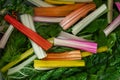 Closeup of assorted colorful stems of Swiss Chard vegetables soaked in water Royalty Free Stock Photo