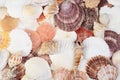 Closeup of assorted seashells background