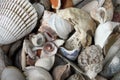 Closeup of an Assortment of Seashells