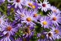 Closeup of aster dumosus with dewdrops in a natural autumn garden. Shallow depth of field.