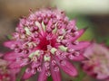 Closeup of Astrantia