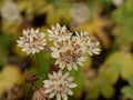 Astrantia Buckland flowers in an autumn garden