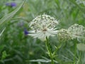 Closeup of Astrantia major, the great masterwort.