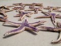 Closeup of Astropecten sea stars, starfish captured on a shore sand