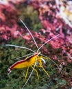 Closeup of a atlantic cleaner shrimp sitting on a rock, colorful prawn from the atlantic ocean