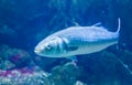 Closeup of a atlantic horse mackerel, Vulnerable fish specie from the atlantic ocean