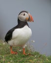 Atlantic puffin standing on grass