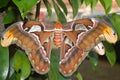 Closeup of an atlas moth perching on tree branch Royalty Free Stock Photo