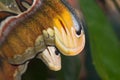 Closeup of an atlas moth wing perching on tree branch Royalty Free Stock Photo