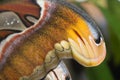 Closeup of an atlas moth wing perching on tree branch Royalty Free Stock Photo