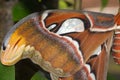 Closeup of an atlas moth wing perching on tree branch Royalty Free Stock Photo