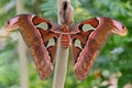 Attacus atlas, the Atlas moth close-up Royalty Free Stock Photo
