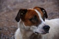 Closeup of an attentive Russell terrier dog Royalty Free Stock Photo