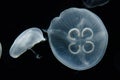 Closeup of Aurelia aurita, common jellyfish, moon jelly. Royalty Free Stock Photo