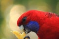 Closeup Australian colourful bird in the nature
